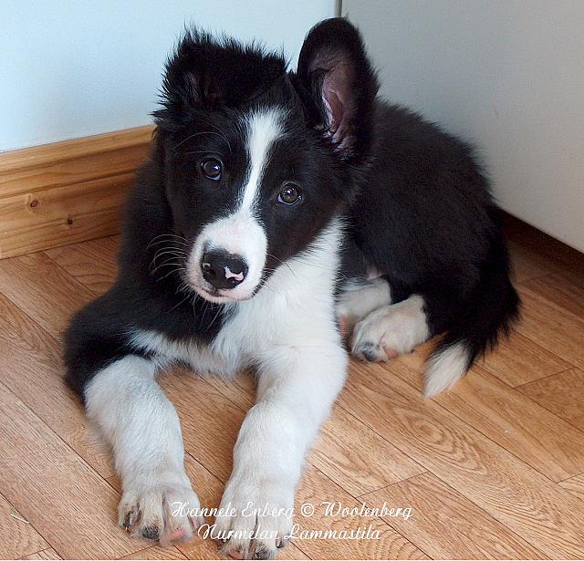 web_dog_pete_04