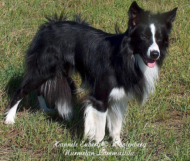 web_dog_pete_12