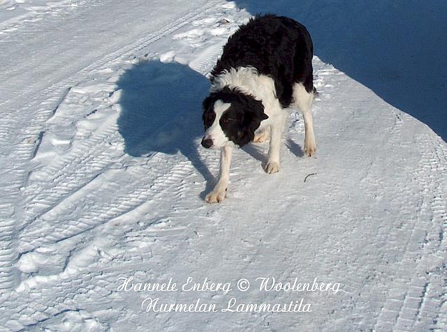 web_dog_pete_mum