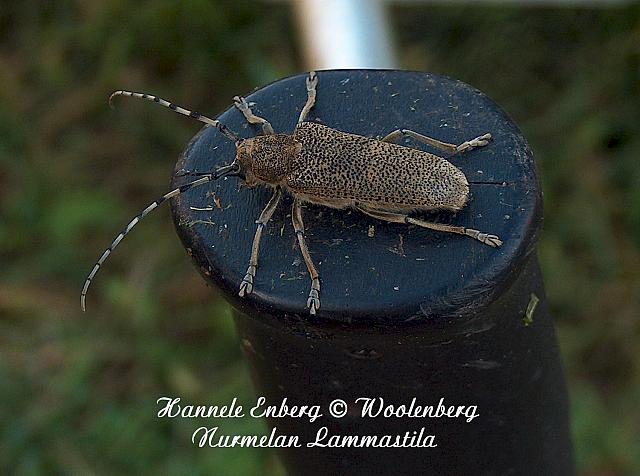 saperda carcharias, runkohaapsanen