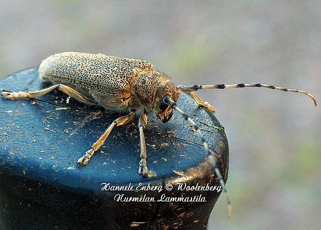 saperda carcharias, runkohaapsanen
