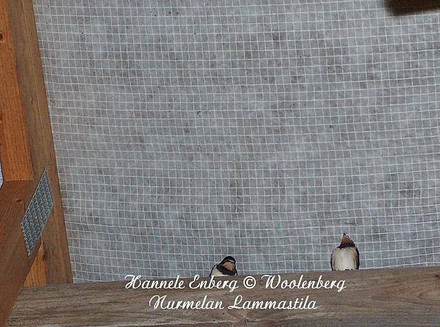 hirundo rustica, haarapääsky, poikaset
