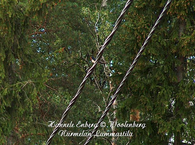hirundo rustica, haarapääsky