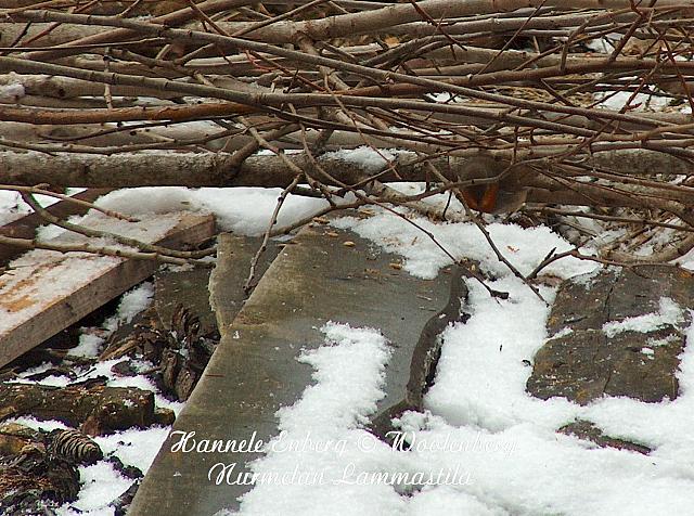 eritharus rubecula, punarinta