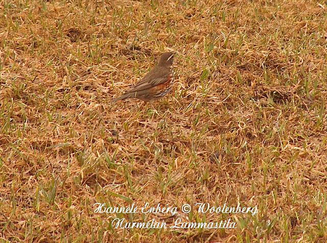 turdus iliacus, punakylkirastas