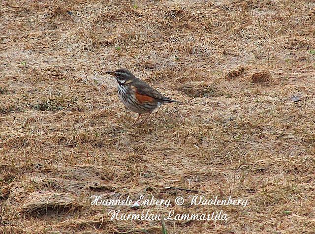 turdus iliacus, punakylkirastas