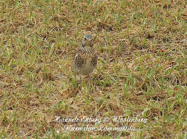web_bird_15a