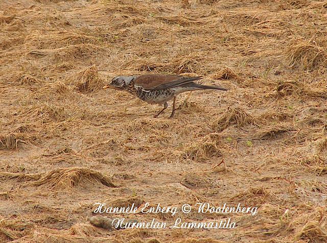 web_bird_15b