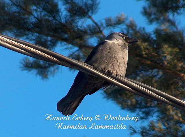 web_bird_17b