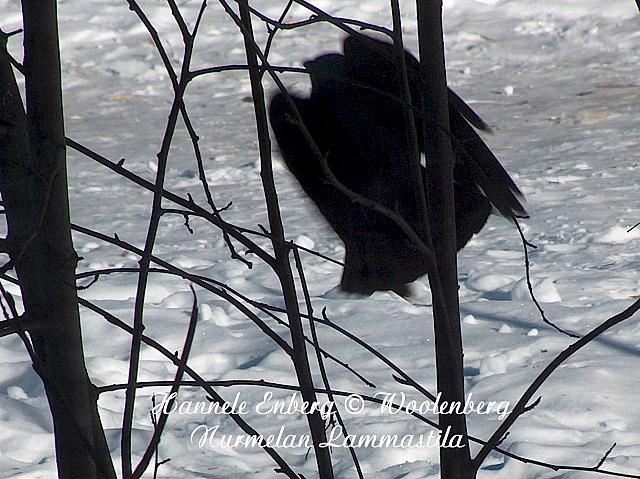 web_bird_17e