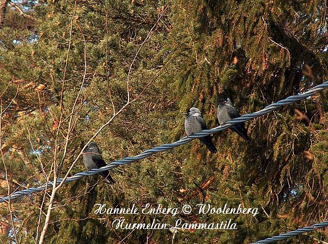 web_bird_17h