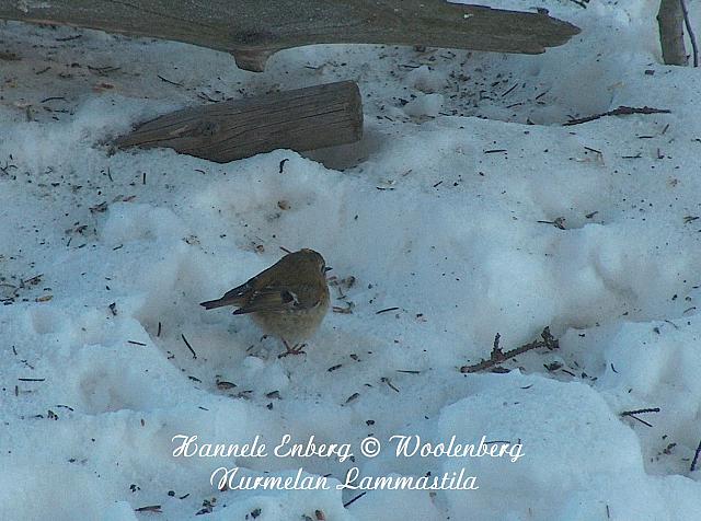 regulidae regulus, hippiäinen
