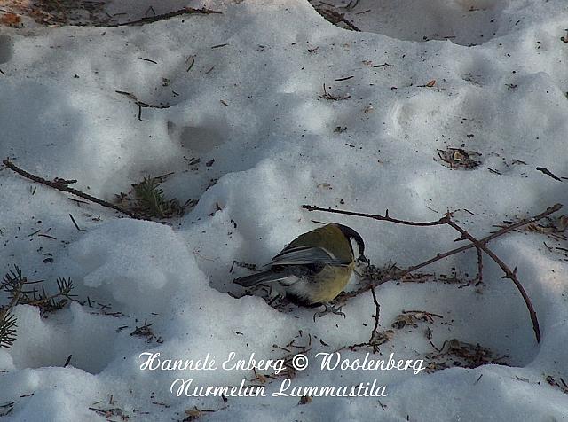 parus major, talitiainen