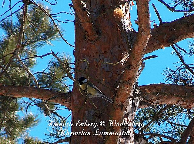 parus major, talitiainen