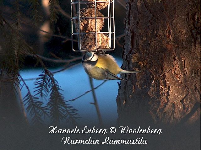 parus caeruleus, sinitiainen