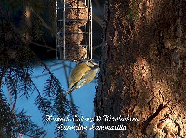 parus caeruleus, sinitiainen