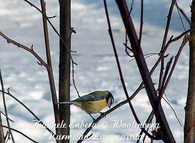 parus caeruleus, sinitiainen
