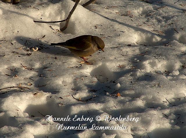 carduelis chloris, viherpeippo