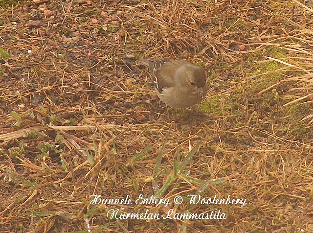 carduelis chloris, viherpeippo