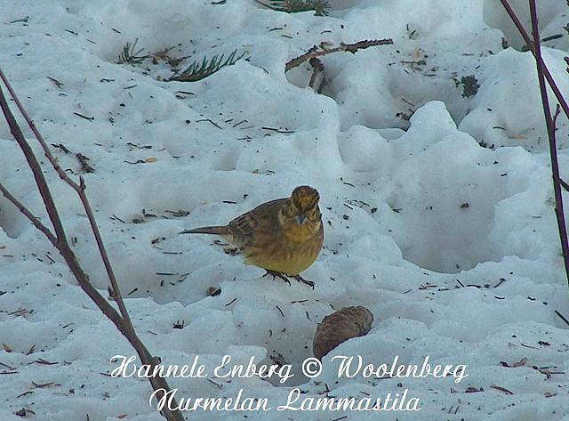 emberiza citrinella, keltasirkku