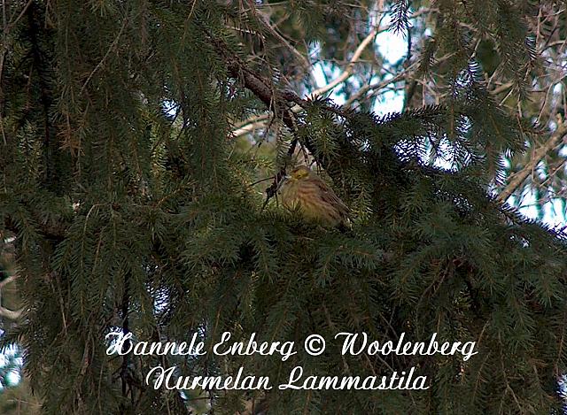 emberiza citrinella, keltasirkku