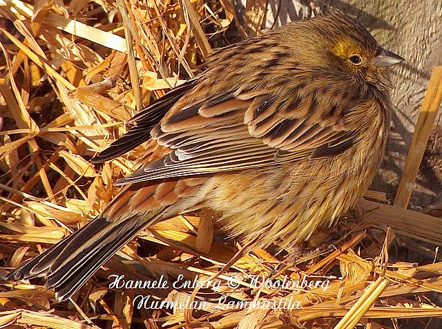 emberiza citrinella, keltasirkku