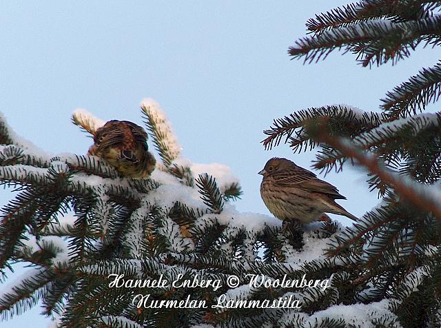 emberiza citrinella, keltasirkku