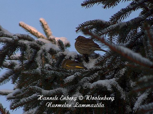 emberiza citrinella, keltasirkku ja carduelis chloris, viherpeippo