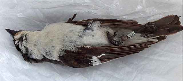 ficedula hypoleuca, kirjosieppo