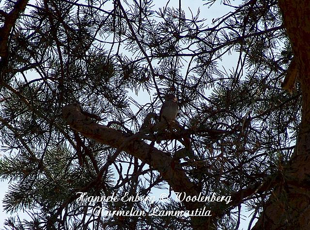 web_bird_3