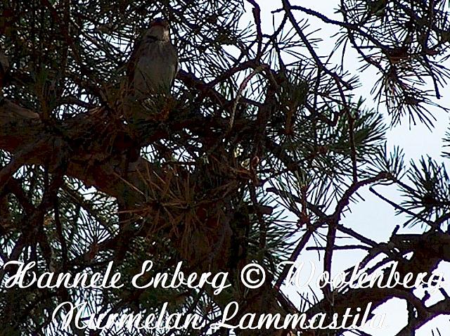 web_bird_3a