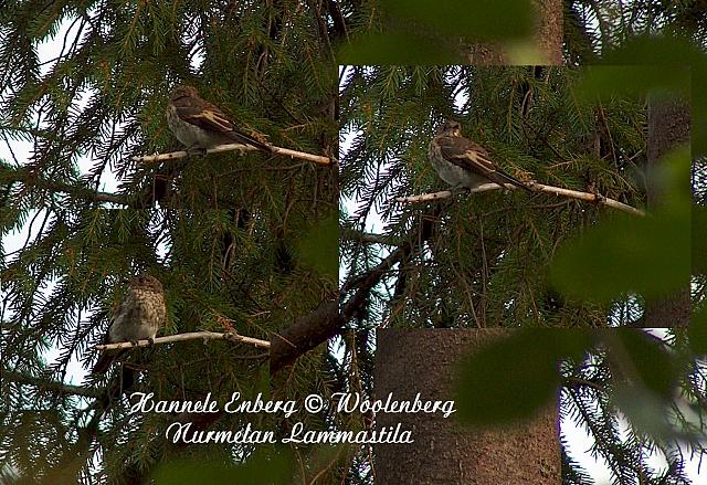 web_bird_3b