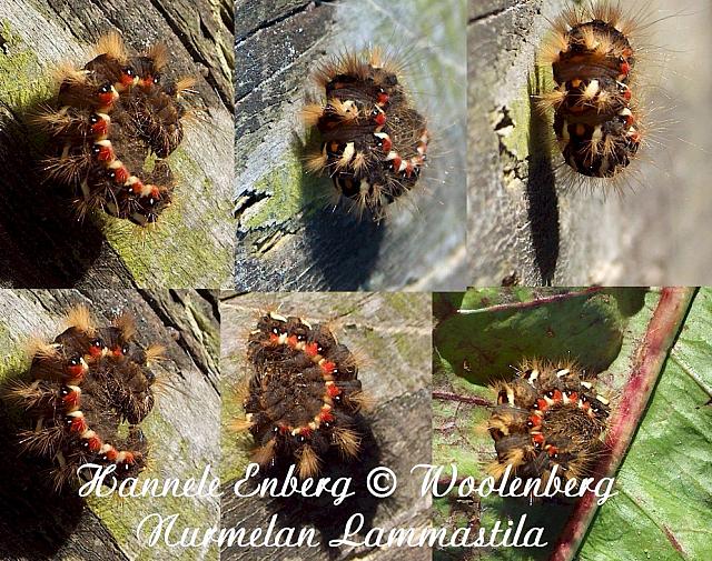 acronicta rumicis, pilkkuiltayökkönen, toukka