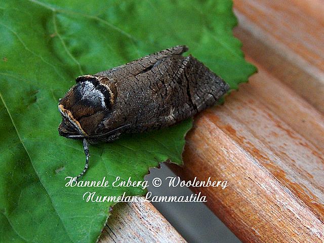 cossus cossus, puuntuhooja