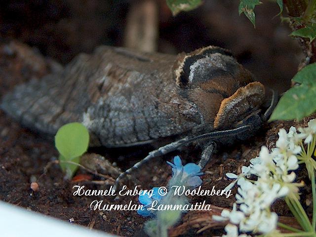 cossus cossus, puuntuhooja