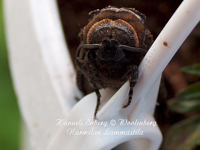 cossus cossus, puuntuhooja