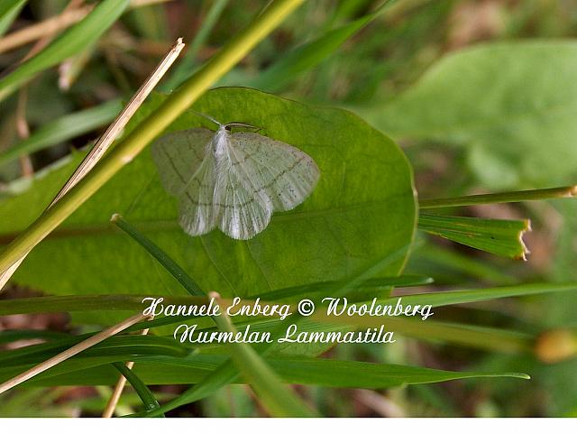 cabera pusaria, leppävalkomittari