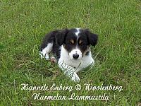 web_dog_minttu_01