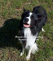 web_dog_pete_10