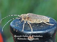 saperda carcharias, runkohaapsanen