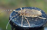 saperda carcharias, runkohaapsanen