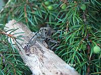 saperda carcharias, runkohaapsanen
