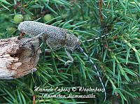 saperda carcharias, runkohaapsanen