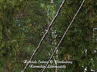 hirundo rustica, haarapääsky