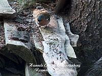 web_bird_14a