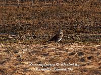 web_bird_15