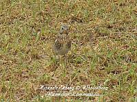 web_bird_15a