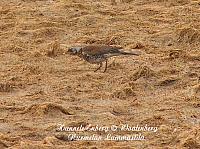 web_bird_15b
