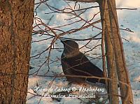 web_bird_17