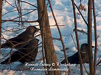 web_bird_17a